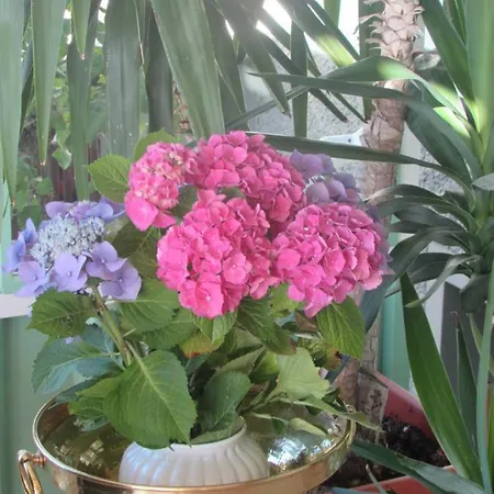 Szálloda Haus Esplanade - Adults Only