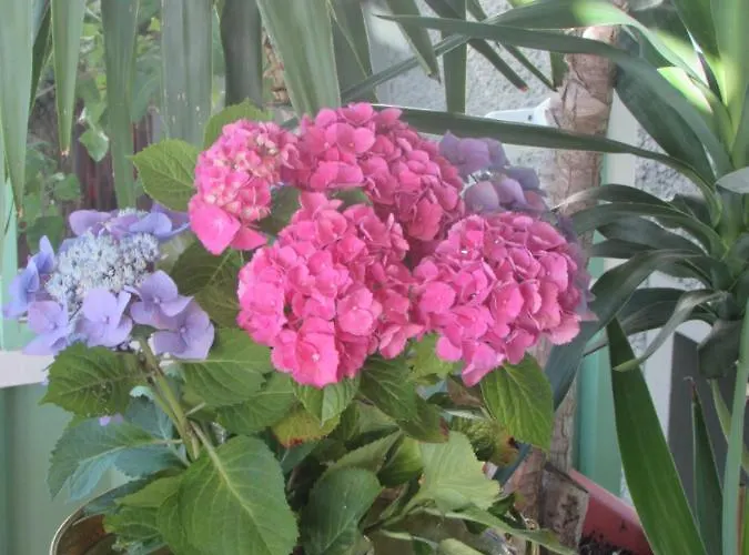 Szálloda Haus Esplanade - Adults Only